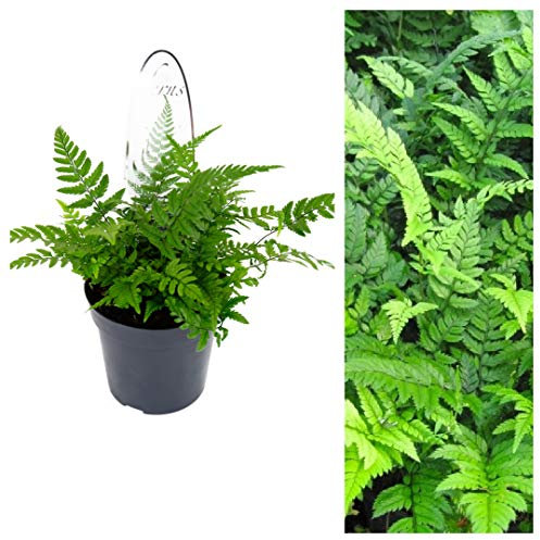 Polystichum Tsus-Simense Fern Plant - Koren Rock Fern Outdoor Fern in a 9cm Pot Ready to Plant