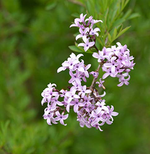Persische Flieder Laciniata 30-40cm - Syringa persica - Gartenpflanze