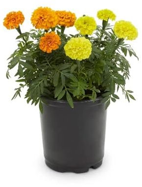 Clavel de China Natural Planta para Exterior Ideal para Crear un Oasis de Color