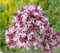 Semillas De Flores De Hierbas De Mejorana (Origanum Majorana) Paquete Con 100 Semillas