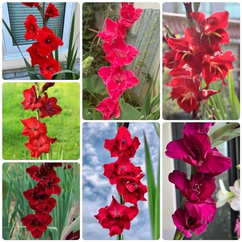 20 pcs gladiolen zwiebeln mix, Gladiolus, blumenzwiebeln mehrjährig winterhart, frühlingsblumen gladiolen knollen geschenke für gartenfreunde, wildflower summer bodendecker winterhart
