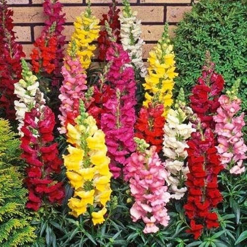 400 Graines MUFLIER - Gueule de Loup - Antirrhinum majus - Snapdragon Mix de Couleurs - Fleur Jardin - 254