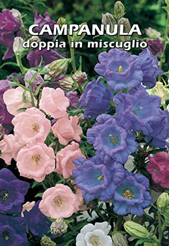 CAMPANULA doppia in miscuglio (Campanula medium) - SEMI