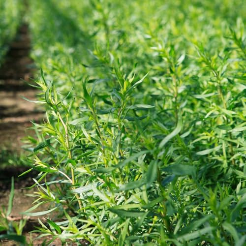 semillas de estragón silvestres verdes orgánicas extraño cultivo de jardín jardín semillas exótico jardineros balcón 300pcs