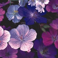 Plant World Seeds - Geranium Hardy Mixed Seeds (Perennial Flower Seeds)