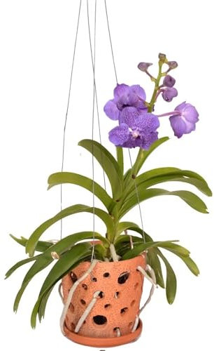Plant in a Box - Vanda 'Botanica' en pot suspendu en terre cuite - Orchidée - Bleu - ⌀12cm - Hauteur 50cm