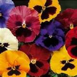 VIOLA DEL PENSIERO GIGANTE SVIZZERA MISCUGLIO NR.100 SEMI