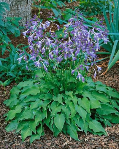 Hosta venusta 9x9 cm Topf – Winterhart, Mehrjährig, Pflegeleicht – Zwerg-Funkie – Staude für Schattenbeet & Unterpflanzung
