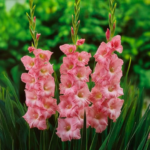 GLADIOLUS Lökar | Lökar från de bästa nederländska odlarna | Exklusivt urval och kvalitetskontroll | Garanterad blomning från första året (10 Rosa Gladiolus)