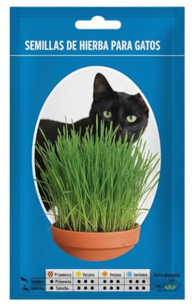 Hierba Gatera para Cultivo Doméstico con Semillas de Crecimiento Rápido para Gatos | DECOALIVE