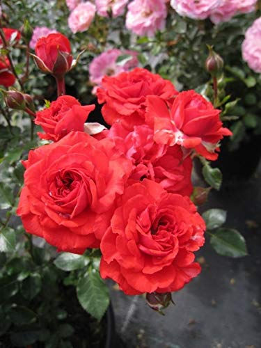 Zwergrose Zwergenfee 09® - Rosa Zwergenfee 09® - Lillyputs® - Korde-Rose