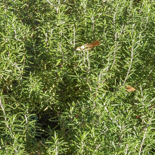 semi di rosmarino rare da giardino in vaso biologiche balcone serra decorazione del giardino aromatiche per la cucina copertura del terreno 350pcs