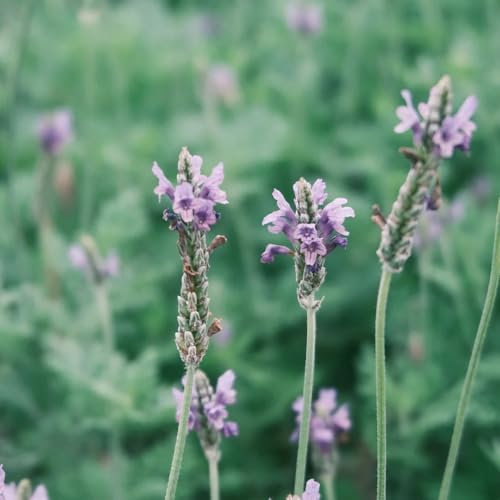 lavendel samen winterhart,lavendelsamen - wildblumensamen garden lavendel pflanze wildblumensaat bodendecker blumensamen mehrjährig winterhart heilpflanzen samen balkonblumen samen 50pcs