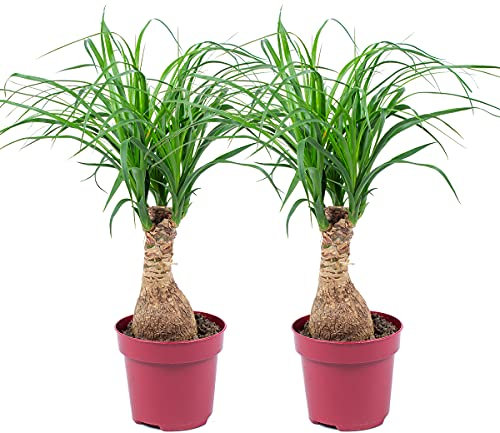 Bloomique - Lot de 2 - Beaucarnea Recurvata - Pied d’éléphant - Plantes d’intérieur - Dépolluante - Sans danger pour les animaux - Entretien facile - Hauteur 30-40 cm - Pot 12 cm