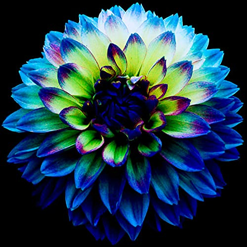 Dahlia Bulbs for Planting Now UK UK Now Simple Planting Perennial Strong Plants That Grow Well Mix Golden Jade Carving Feels Perfect