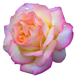 Hybrid Tea Rose Plants, Multi-Package, 'Peace', 2 x Full Plants in 5L Pots, Rose, Red Flowers, Roses, Garden Flowers, Premium Quality Roses