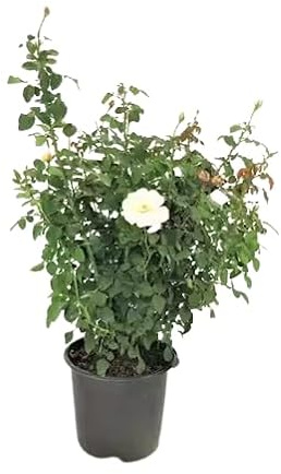 Rosal de Flor Grande Blanco Natural Planta de Jardín para una Primavera Llena de Color
