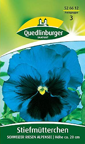 Stiefmütterchen, Schweizer Riesen Alpensee