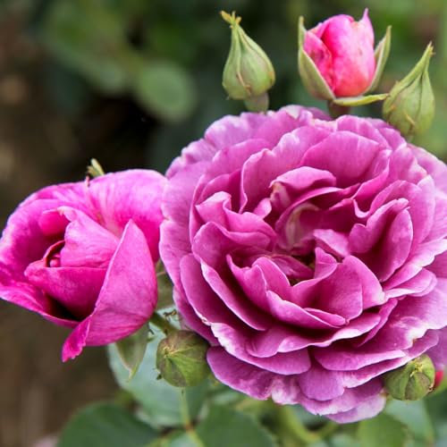 Duftende Beetrose 'Minerva®', violett, Topf 5 Liter