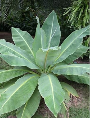 Orphan Banana Tree Seeds for Planting (5 Seeds) - Ensete lecongkietii - Excellent Indoor Banana Plant