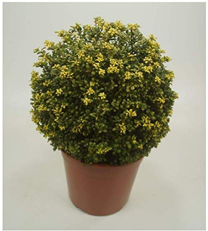 1 x Ilex crenata 'Convexa' Kugel 25-35 cm (Buchsbaum Ersatz/Immergrün/Winterhart/Mehrjährig) Löffel Ilex - Der perfekte Buchsbaum-Ersatz für Ihren Garten - von Stauden Gänge