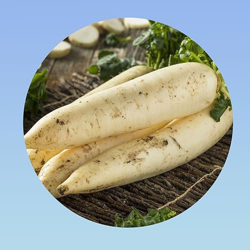 Planète graines - 3 grammes de radis minowase daikon - environ 180 graines radis long blanc