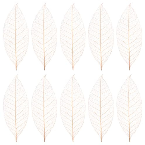 HOMSFOU Rubber Tree Leaves Specimen 50Pcs Natural Skeleton Leaves for Diy Crafts Scrapbooks Greeting Cards and Dried Flower Wall Decoration Materials