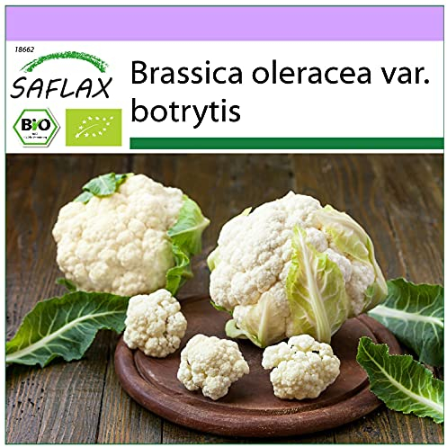 SAFLAX - BIO - Chou-fleur - Boule de neige - 70 graines - Brassica oleracea