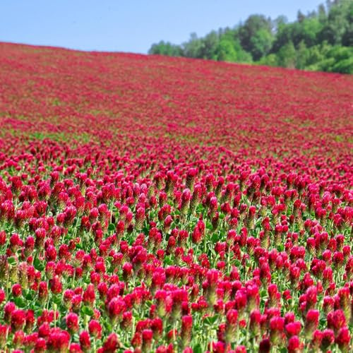 Mountain Valley Seed Co Crimson Clover Seeds – 1/4 lb (~11,600 Seeds)