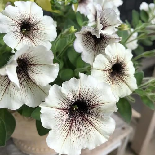 semi di petunia, petunie pendenti da giardino da balcone petunie di esotici selvatici semi tappezzanti, resistenti all'inverno balconeto 130semi