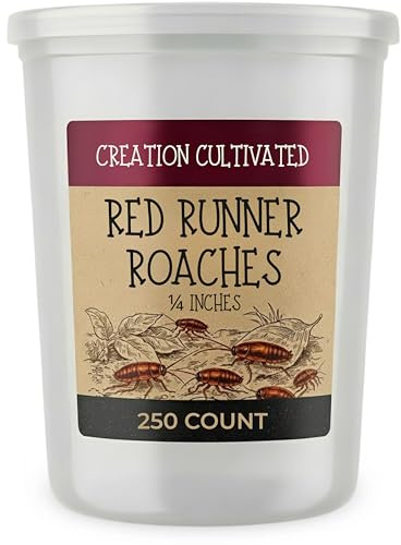 Creation Cultivated - 250+ Red Runner Roaches (1/4 inch) / Blatta Lateralis Rusty Red Turkish Turkestan Live Feeder Insects Cockroach Starter Colony Cricket Replacement