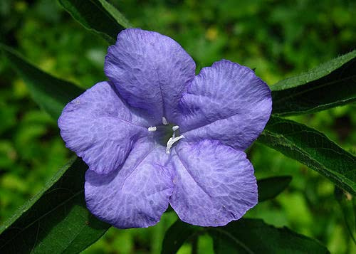 15 graines de PETUNIA SAUVAGE (Ruelli a Humilis) X80 WILD PETUNIA SEEDS SAMEN SEMI