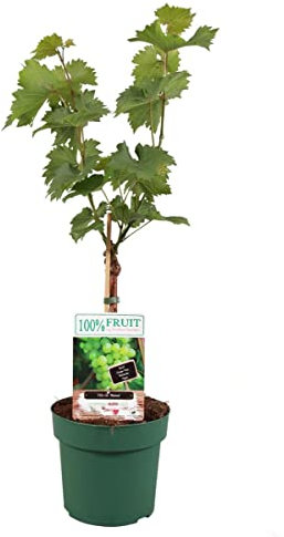 Parra Natural Arbusto Trepador Productor de Uva Blanca