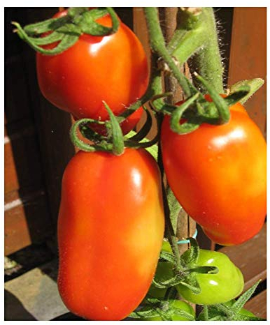PREMIER SEEDS DIRECT - Tomato Roma VF - 100 Finest Seeds - Organic