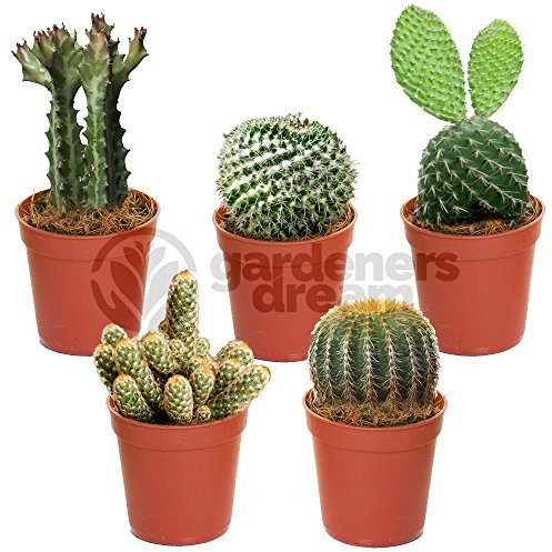 GardenersDream 5X Mixed Cactus House Plants - Real Air Purifying Indoor Plants for Desks, Shelves, and Windowsills - Great Gift for Plant Lovers (5-15cm incl. Pot)