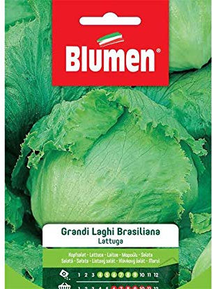 BLUMEN SEMENTI, LATTUGA GRANDI LAGHI BRASILIANA