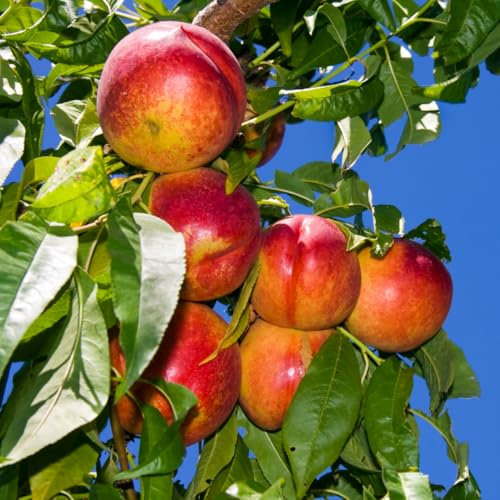 Albero di Pesco Prunus Persica, Pianta da Frutto in Fitocella, 2 Anni