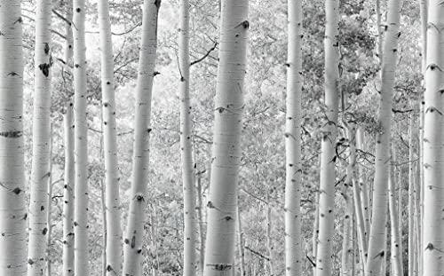 Komar Papel pintado fotográfico ESPENWALD | Papel pintado XXL, decoración, naturaleza, paisaje, dormitorio, salón, oficina, pasillo | Tamaño 450 x 280 cm (ancho x alto) | SHX9-030, blanco y negro
