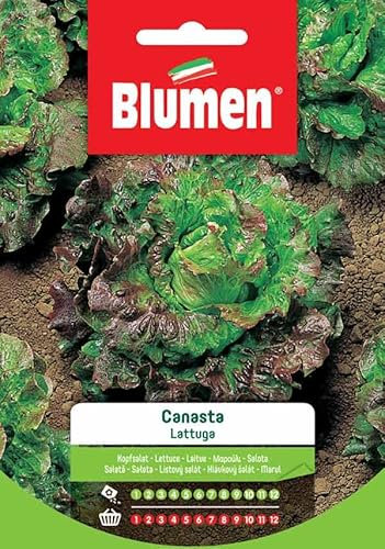 BLUMEN SEMENTI, LATTUGA CANASTA