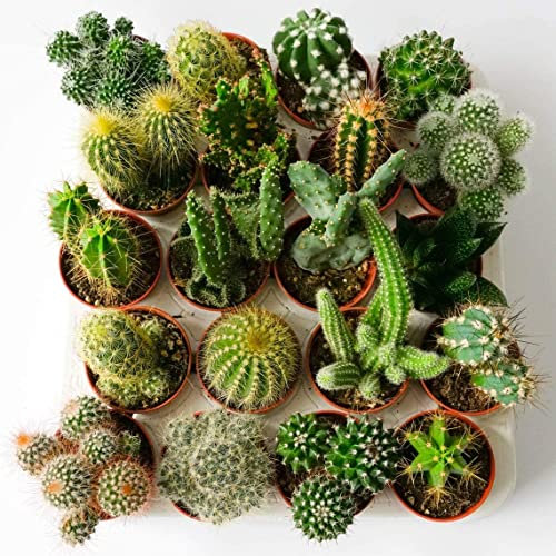 Italy Green Life - Set di 6 Cactus Veri con Spine vaso da 6,5cm | Mini Piante da Interno ed Esterno | Cactus Resistenti per Scrivania, Casa e Ufficio | Regali Ecosostenibili, Bomboniere Naturali
