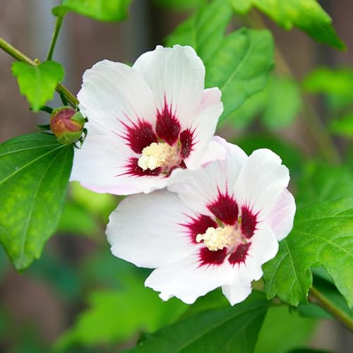 GreenboutiQ - Sträucher - Hibiscus syriacus Hamabo - Blüte Hellrosa - 1 Pflanze - Laubabwerfend - Wenig Pflege - Topf 17cm Höhe 45cm
