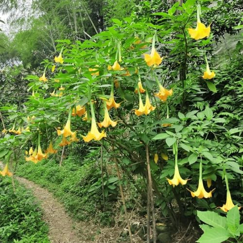 engelstrompete pflanze samen、 bonsai topf、schnittblumen samen winterharte kübelpflanzen、Dekorative Pflanzen winterharte pflanzen für garten、SchöNe Topfpflanze blumensamen 50pcs