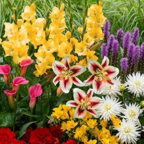 Fleurs d'été bulbeuses Collection Colorful - 50 pièces - Glaïeuls/Dahlias/Calla/Lys/Frésias/Liatris - vivace mélange de bulbes - Qualité Néerlandaise - Pour jardin, pots