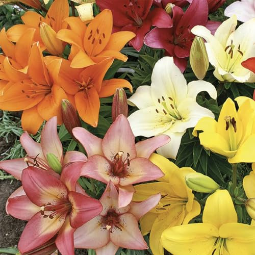 Bloomique – 5er-Mix – Lilien-Asiatische Mischung – Asiatische Lilie – Farbmischung – Blumenzwiebeln – Staude – Sommerblüher – Winterhart – Wird 80–100 cm groß