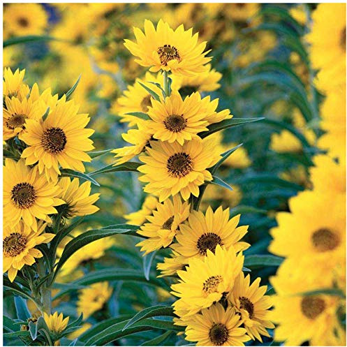 UtopiaSeeds Maximilian Sunflower Seeds - Perennial Sunflower - Attracts Bees and Butterflies