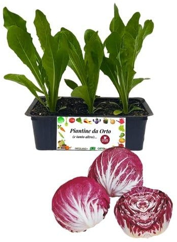 P. Piantine da Orto | Radicchio Chioggia Medio Precoce, Kit 9 Piantine, Pianta Pronta per il Trapianto, Pianta Vera da Orto, da Balcone e da Esterno, Vivaio Italiano