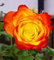 Tequila Sunrise Ibridi di Tea Rose Bush radice Nuda: Seeds Only