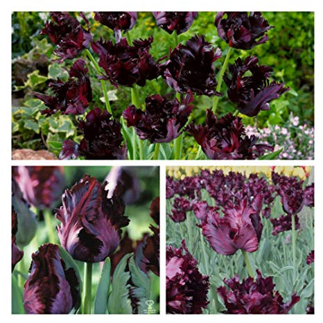 Tulip Black Parrot x 30 Flower Bulbs Size 10/11 A Dark-Purple, Almost Black Spring Flower. Easy to Grow.