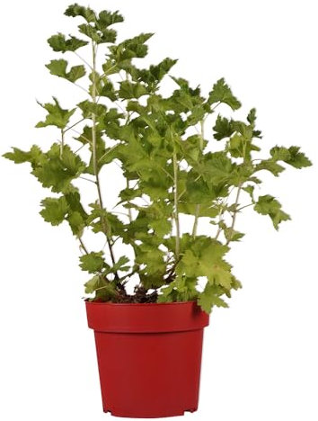 Ribes, Johannisbeere, Zierbeere, Beerenstrauch, pflegeleicht, winterhart, Gartenpflanze, dekorativ, Beeren