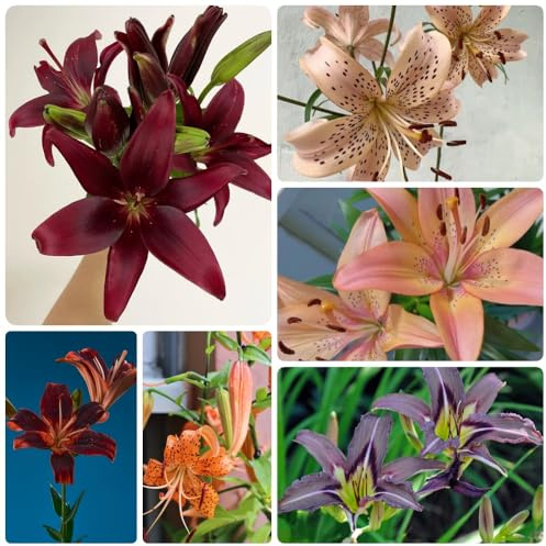 Bulbi di giglio - per luoghi soleggiati da balcone vecchie varietà resistenti in vaso da esterno organico decorazioni giardino per esterni primaverili raro giardino 7pcs